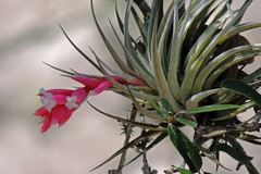 Tillandsia recurvifolia
