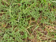 Ambrosia tenuifolia