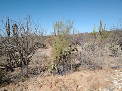 Parkinsonia praecox