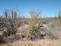 Parkinsonia praecox