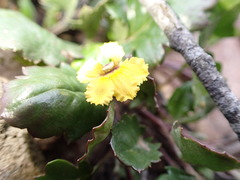 Goodenia hederacea alpestris