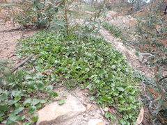 Goodenia hederacea alpestris