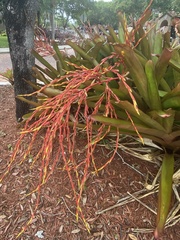 Aechmea blanchetiana