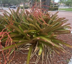 Aechmea blanchetiana
