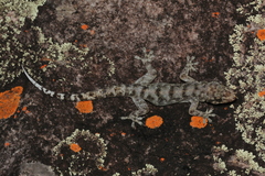 Phyllopezus pollicaris