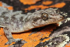 Phyllopezus pollicaris