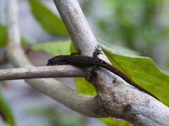 Lepidoblepharis heyerorum