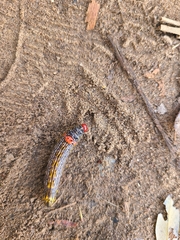 Oedemasia concinna