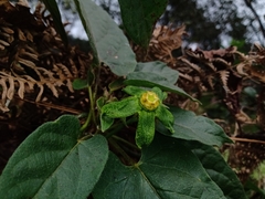 Gonolobus chloranthus