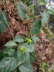 Gonolobus chloranthus