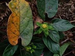 Gonolobus chloranthus