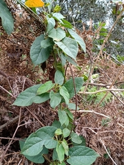 Gonolobus chloranthus