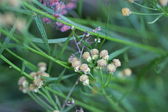 Artemisia inaequifolia