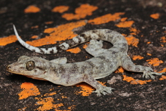 Phyllopezus pollicaris