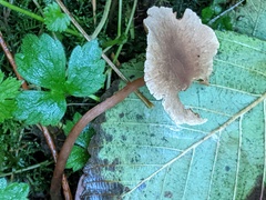 Naucoria escharioides