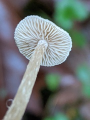 Naucoria escharioides