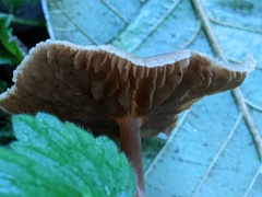 Naucoria escharioides