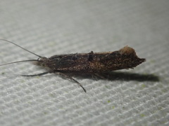 Ypsolopha horridella