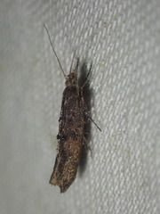 Ypsolopha horridella