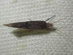 Ypsolopha horridella