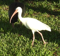 Eudocimus albus