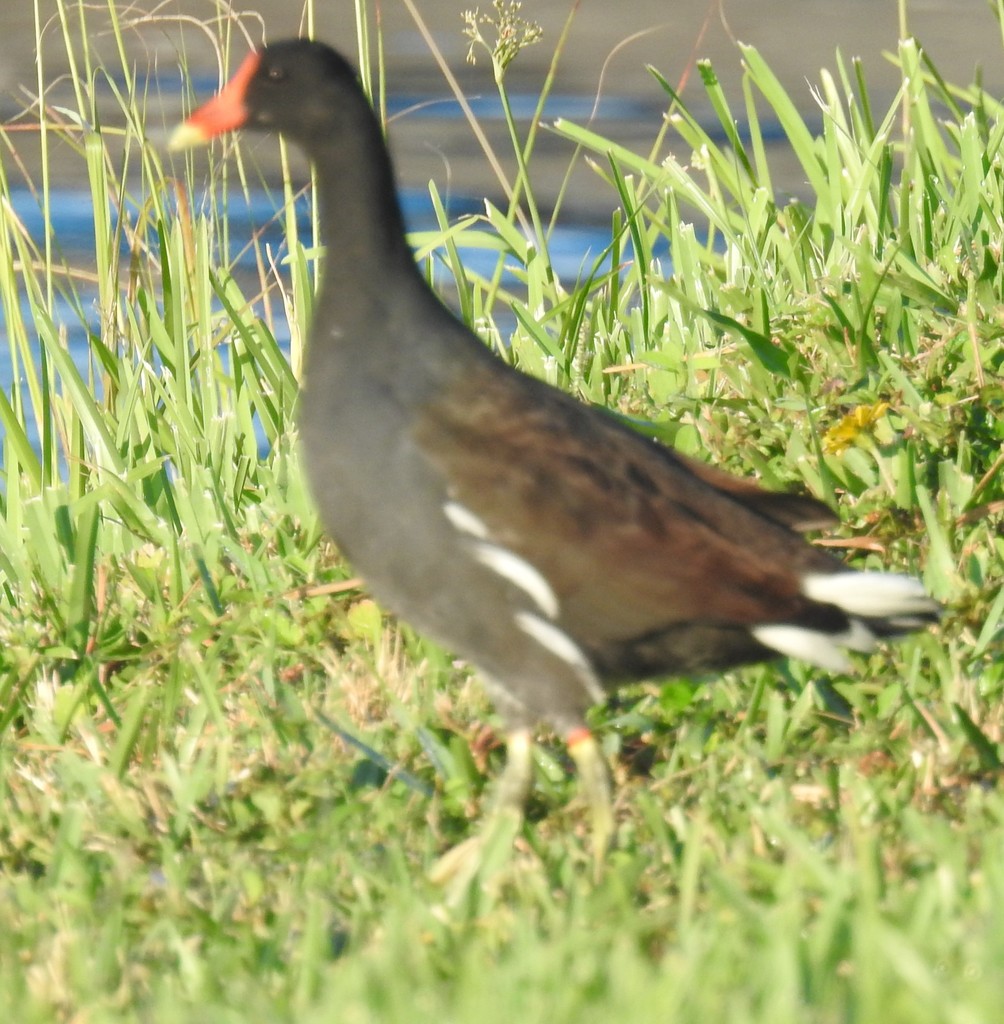 Common Gallinule from Tamiami, FL, USA on October 17, 2021 at 07:19 AM ...