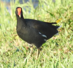 Gallinula galeata