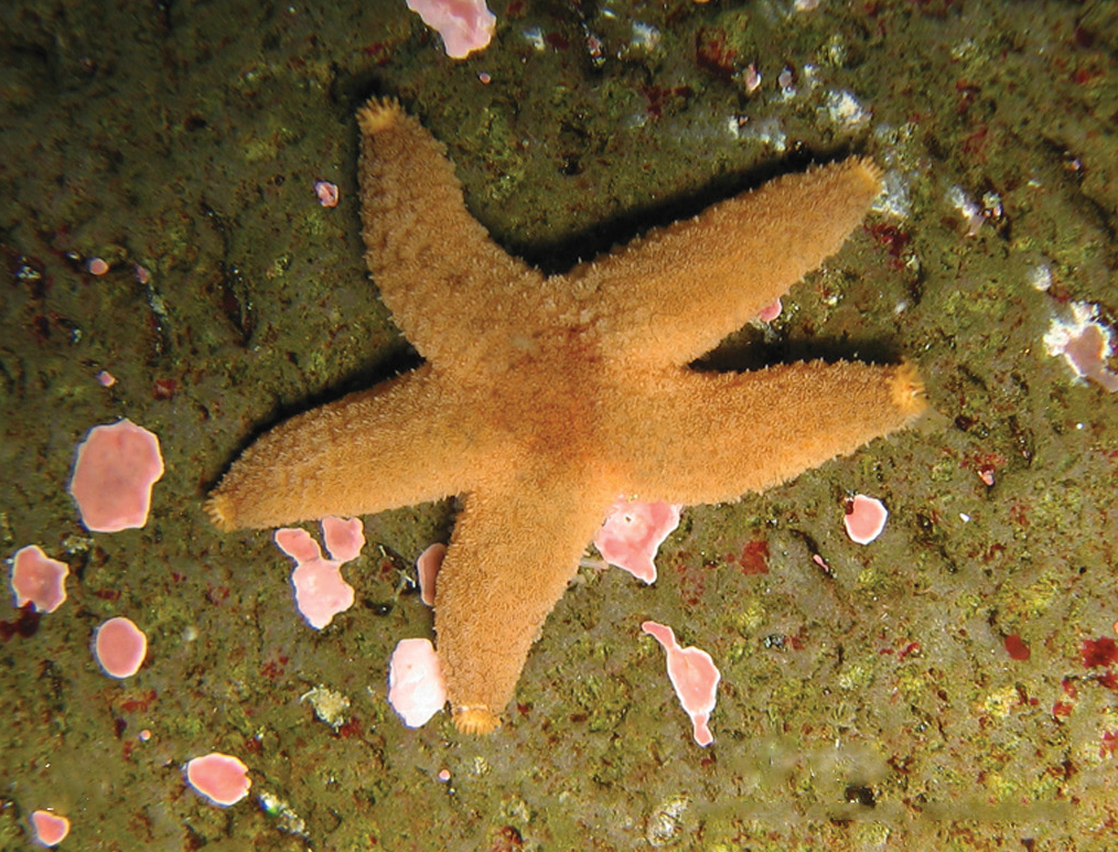 Leptasterias stolacantha