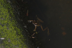 Polypedates leucomystax