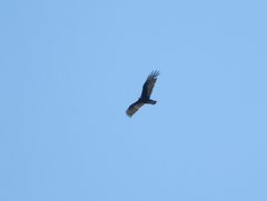Buteo albonotatus