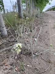 Senecio filaginoides