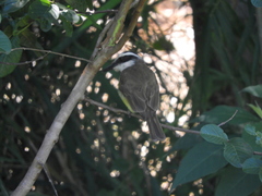 Pitangus sulphuratus