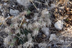 Teucrium pseudochamaepitys