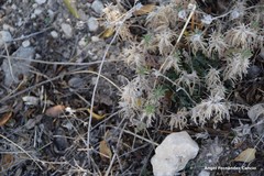 Teucrium pseudochamaepitys