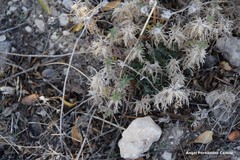 Teucrium pseudochamaepitys