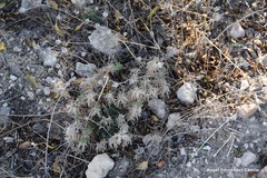 Teucrium pseudochamaepitys