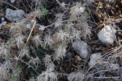 Teucrium pseudochamaepitys