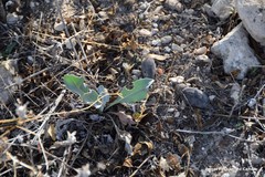 Cynoglossum cheirifolium