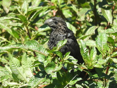 Crotophaga ani