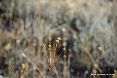 Cephalaria leucantha