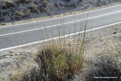 Cephalaria leucantha