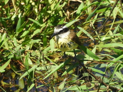 Pitangus sulphuratus