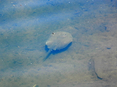 Potamotrygon histrix