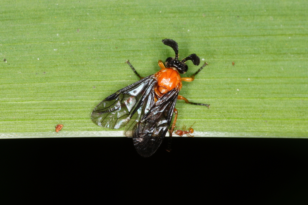 Perreyia