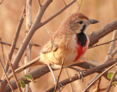 Rhodophoneus cruentus