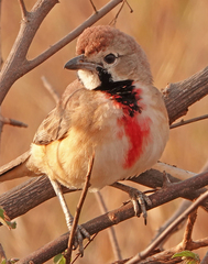 Rhodophoneus cruentus