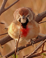 Rhodophoneus cruentus