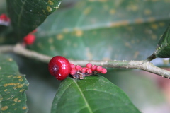 Sorocea