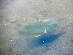 Gymnogeophagus balzanii