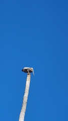 Pelecanidae